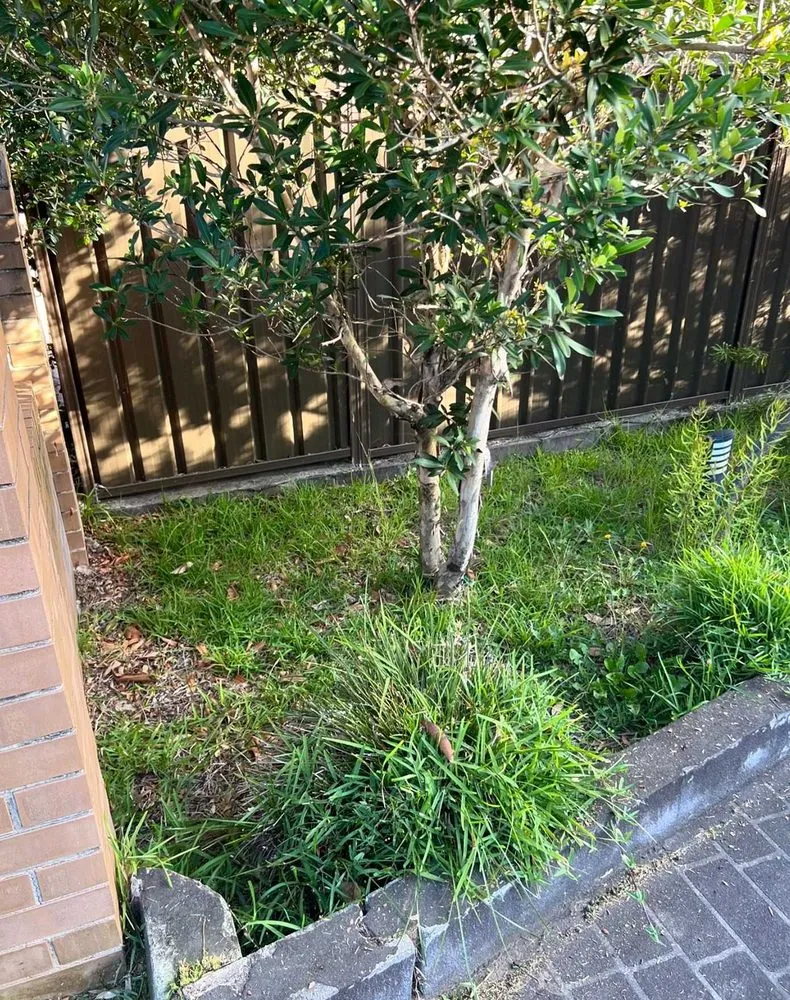 Trusted landscape design experts serving San Antonio, TX - Windcrest Lawn Services