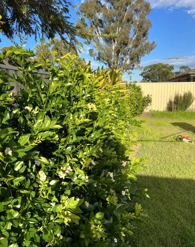 Custom residential landscaping experts serving San Antonio, TX - Windcrest Lawn Services