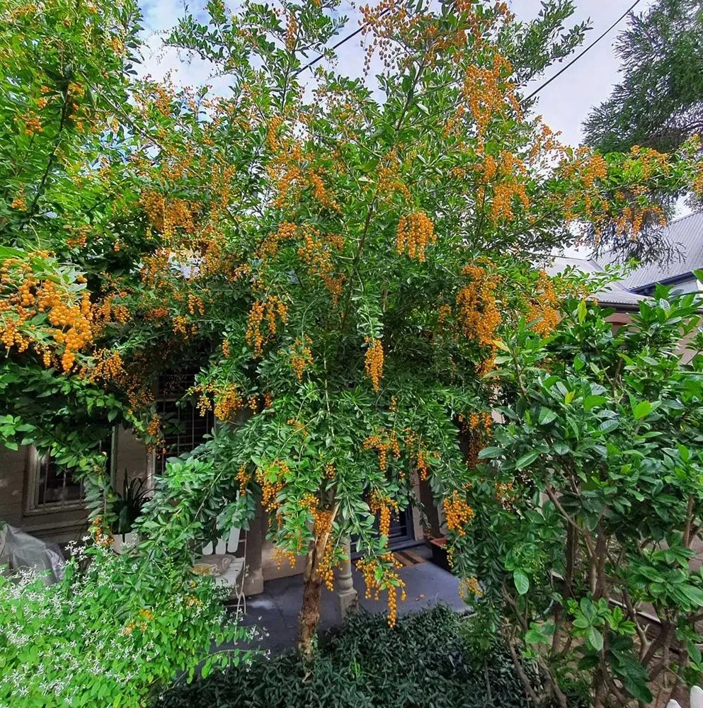 Trusted landscape installation for beautiful yards in San Antonio, TX by Windcrest Lawn Services