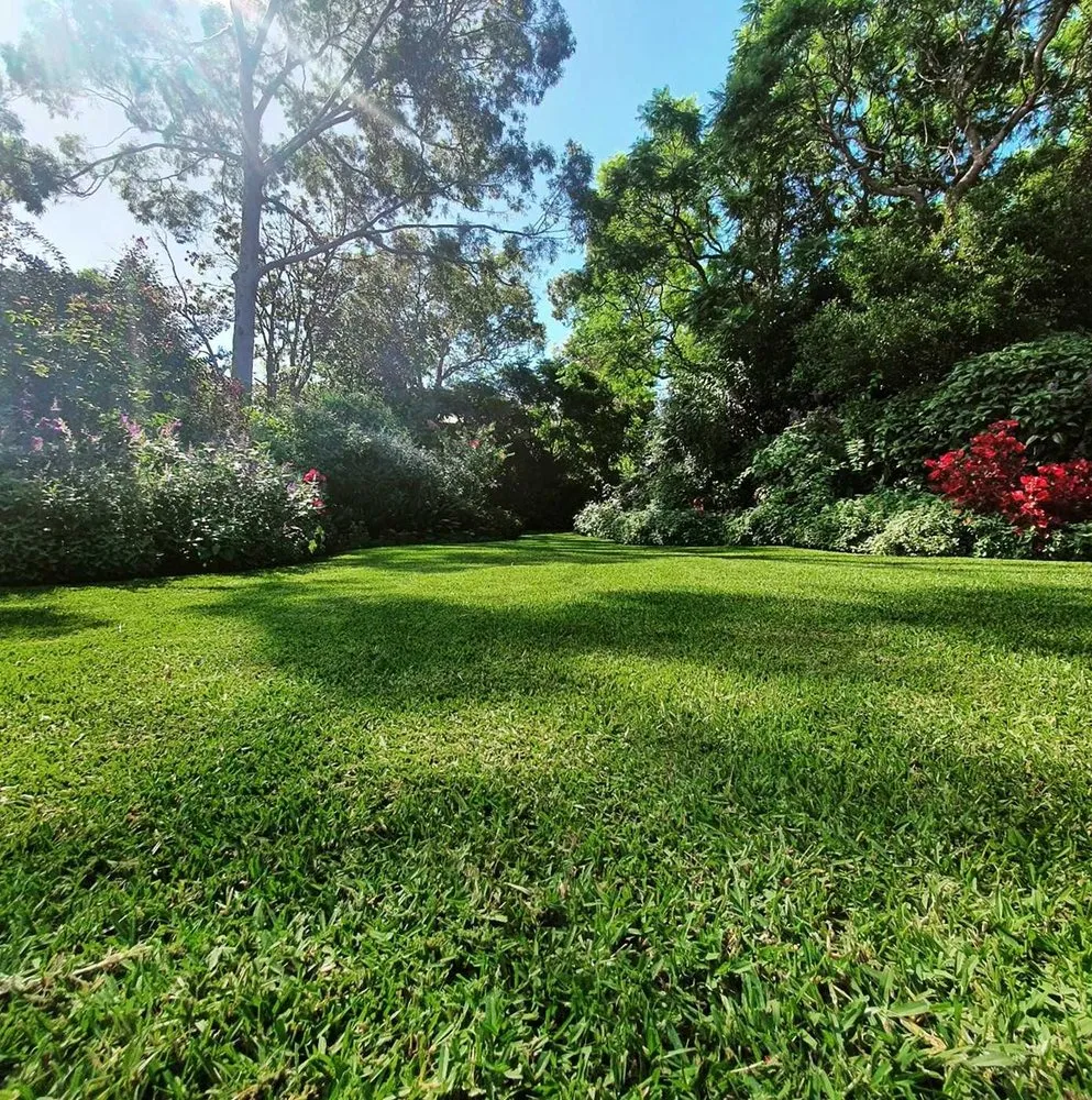 Local yard cleanup service in San Antonio, TX - Windcrest Lawn Services