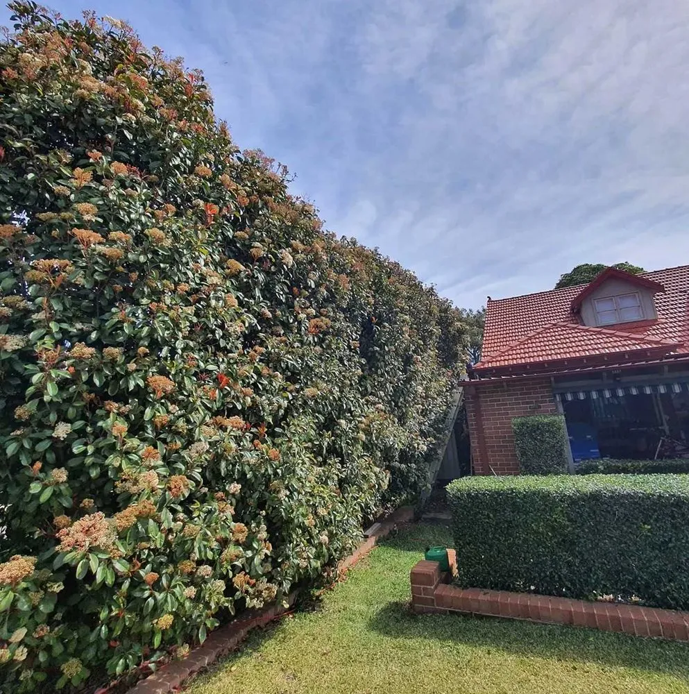 Custom yard maintenance in San Antonio, TX by Windcrest Lawn Services