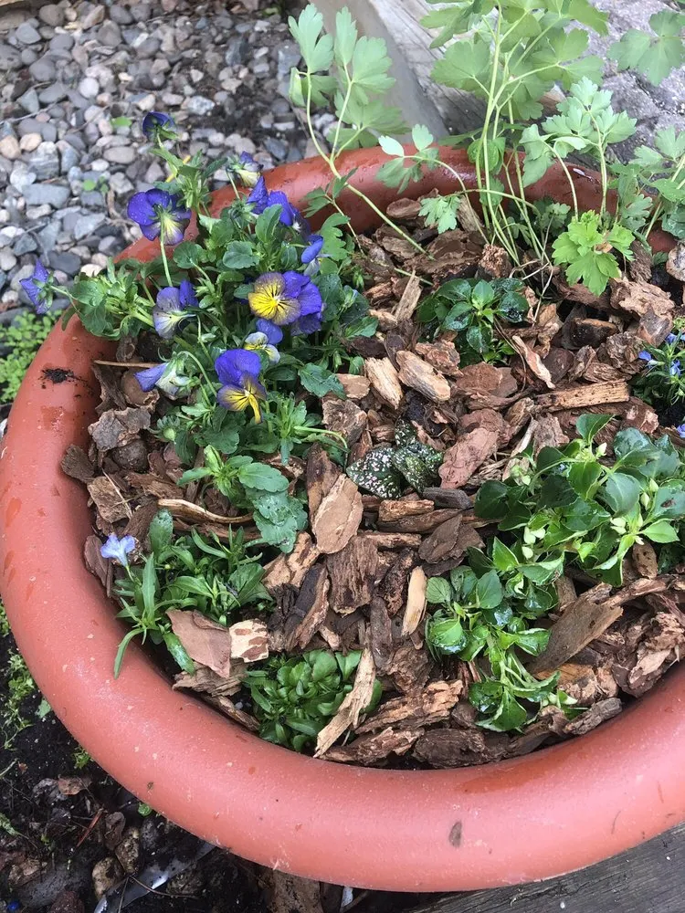 Top-rated lawn care service in Steamboat Springs, CO by Windemere Lanscape