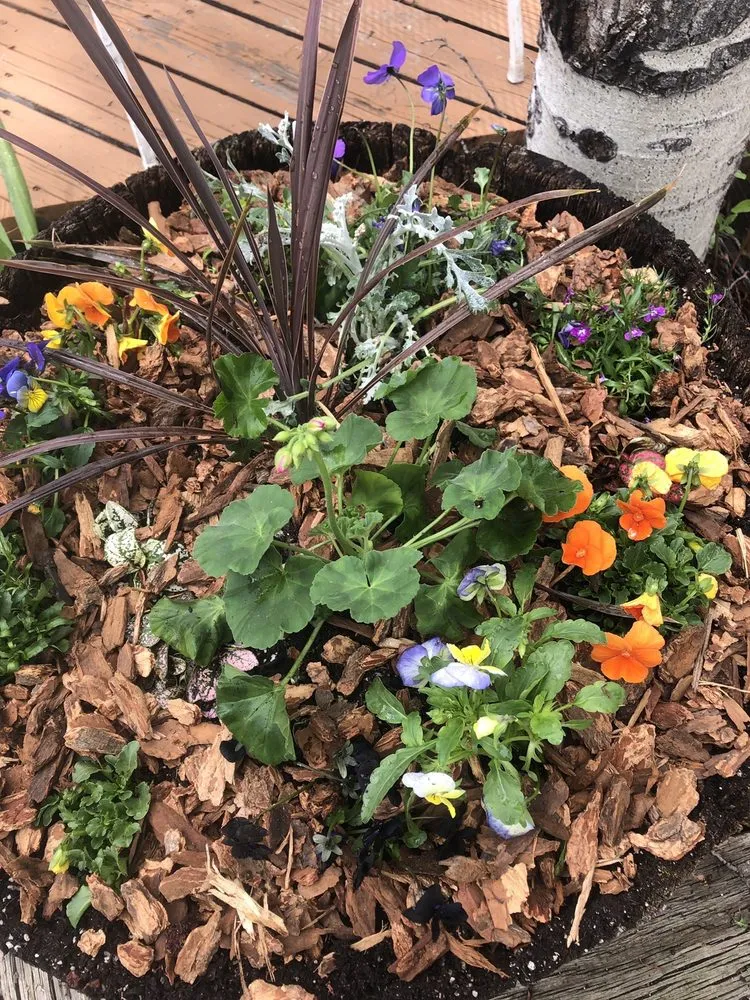 Expert yard cleanup service for beautiful yards in Steamboat Springs, CO by Windemere Lanscape