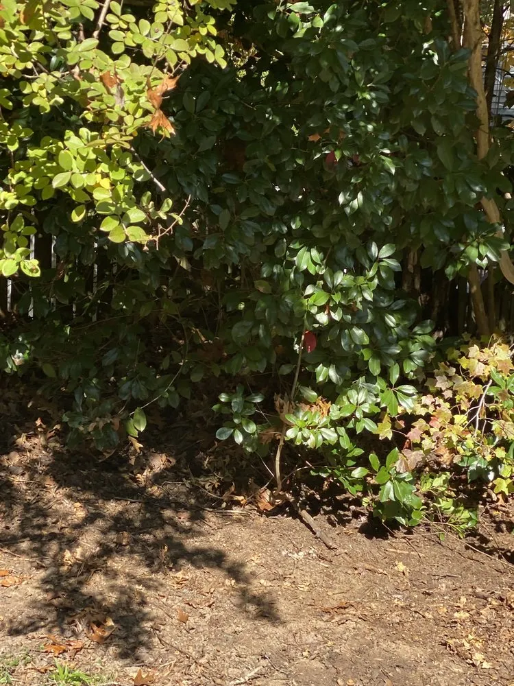 Expert lawn mowing service in Midlothian, VA - Winder Lawncare Services