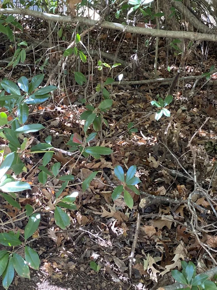 Local lawn mowing service in Midlothian, VA by Winder Lawncare Services