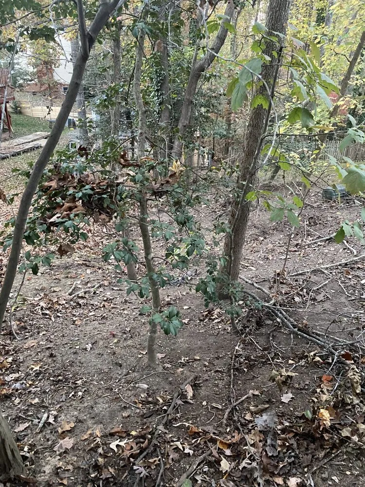 Custom landscaping services for outdoor upgrades in Midlothian, VA by Winder Lawncare Services