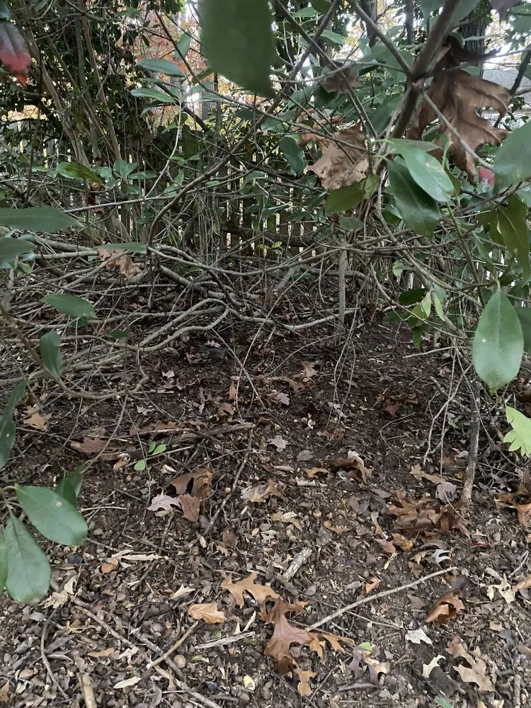 Reliable lawn mowing service in Midlothian, VA by Winder Lawncare Services