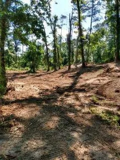 Reliable landscaping services in Seminary, MS by Windham's Mulching & Services