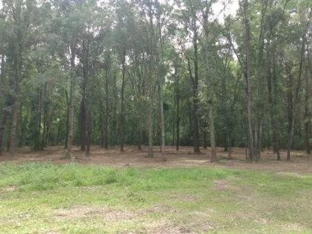 Top-rated lawn care service experts serving Seminary, MS - Windham's Mulching & Services
