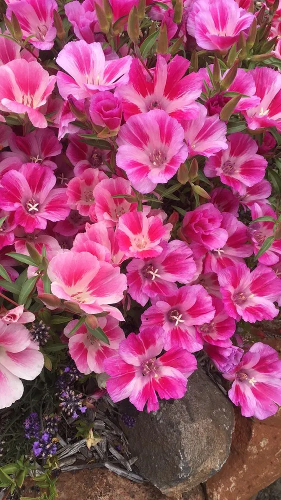 Affordable lawn care service in Sebastopol, CA - Windhorse Orchard