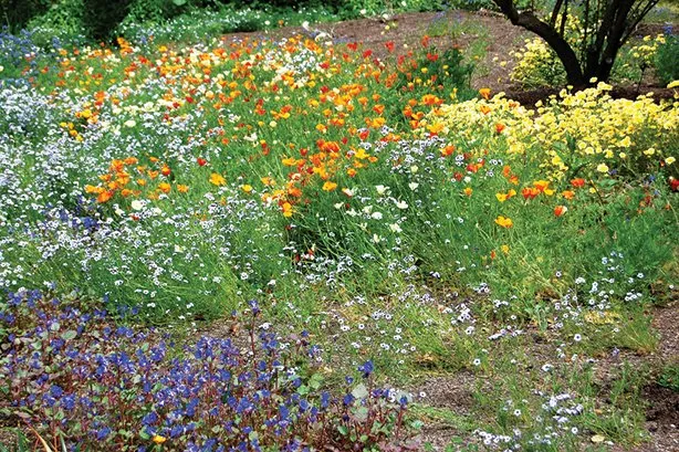 Professional yard cleanup service with custom design in Sebastopol, CA by Windhorse Orchard