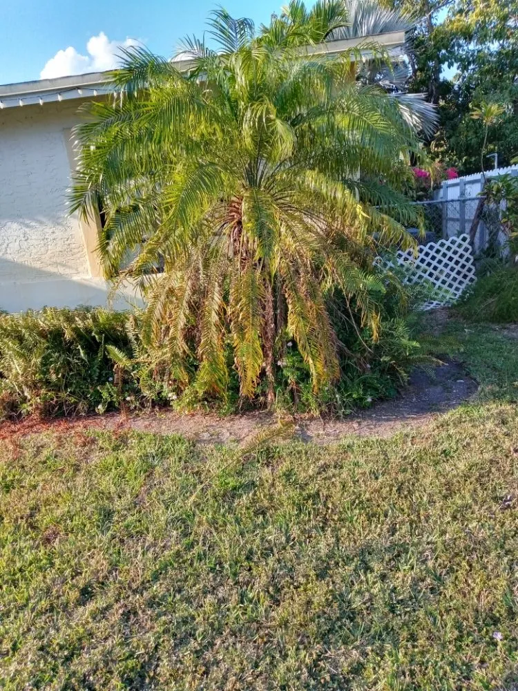 Top-rated yard cleanup service experts serving Miami, FL - Windom & Kids Lawn Care Service