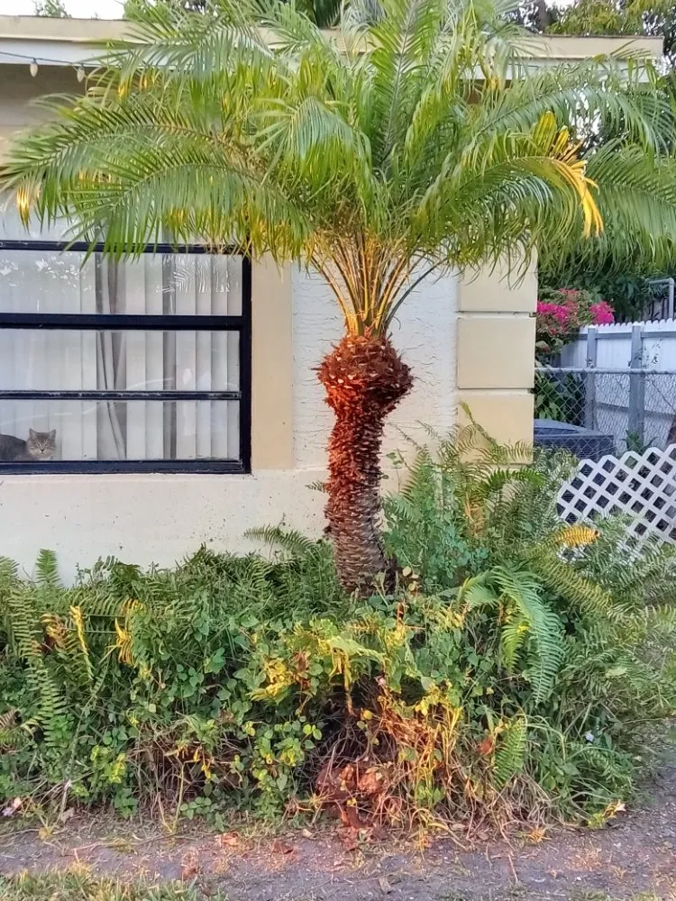 Custom lawn care service experts serving Miami, FL - Windom & Kids Lawn Care Service