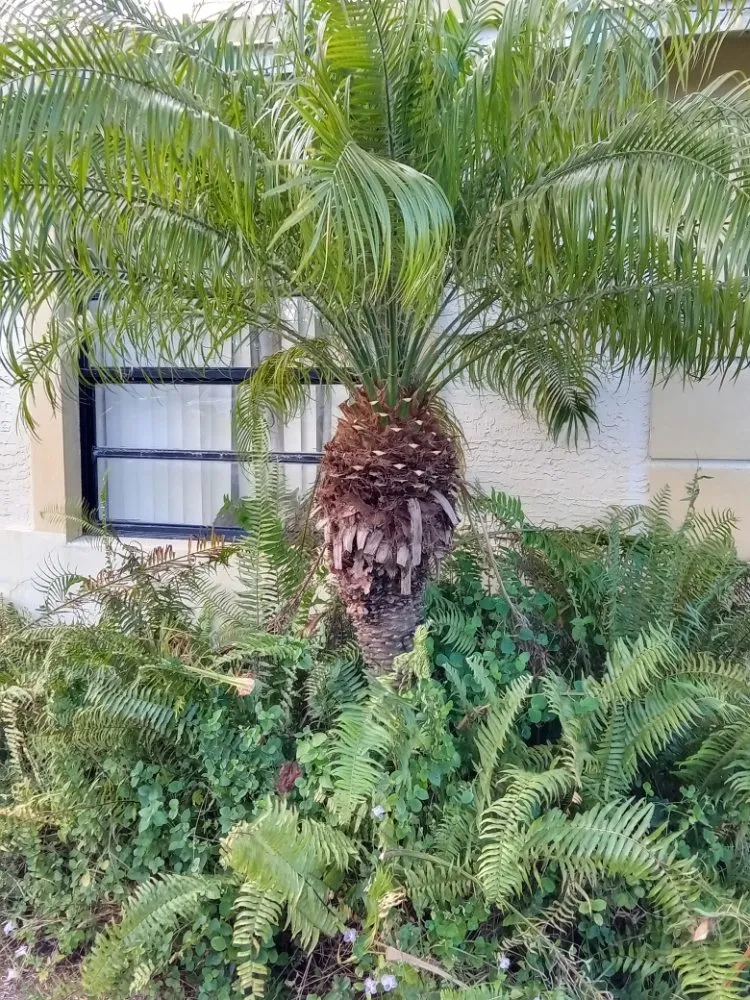 Trusted landscape design experts serving Miami, FL - Windom & Kids Lawn Care Service