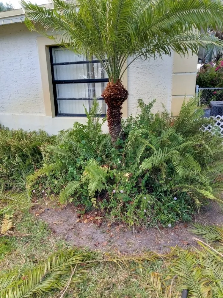 Affordable landscape design in Miami, FL by Windom & Kids Lawn Care Service