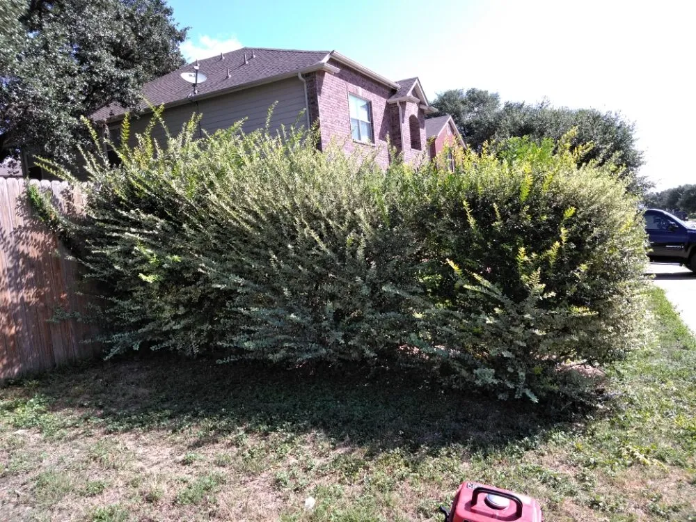 Professional landscape design experts serving Olmos Park, TX - Window tint, lawns, fences.