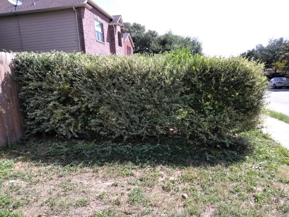 Expert lawn care service experts serving Olmos Park, TX - Window tint, lawns, fences.