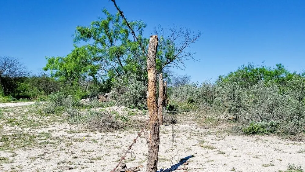 Reliable yard cleanup service experts serving Olmos Park, TX - Window tint, lawns, fences.