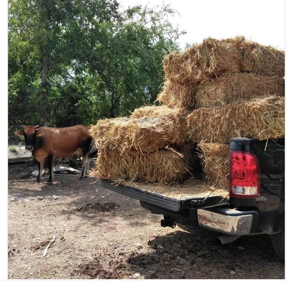 Local landscaping services in Olmos Park, TX - Window tint, lawns, fences.