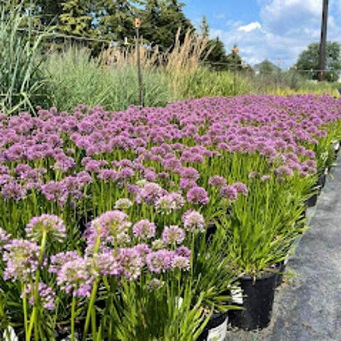 Expert yard maintenance in Zeeland Charter Township, MI - Windridge Perennials & Landscaping
