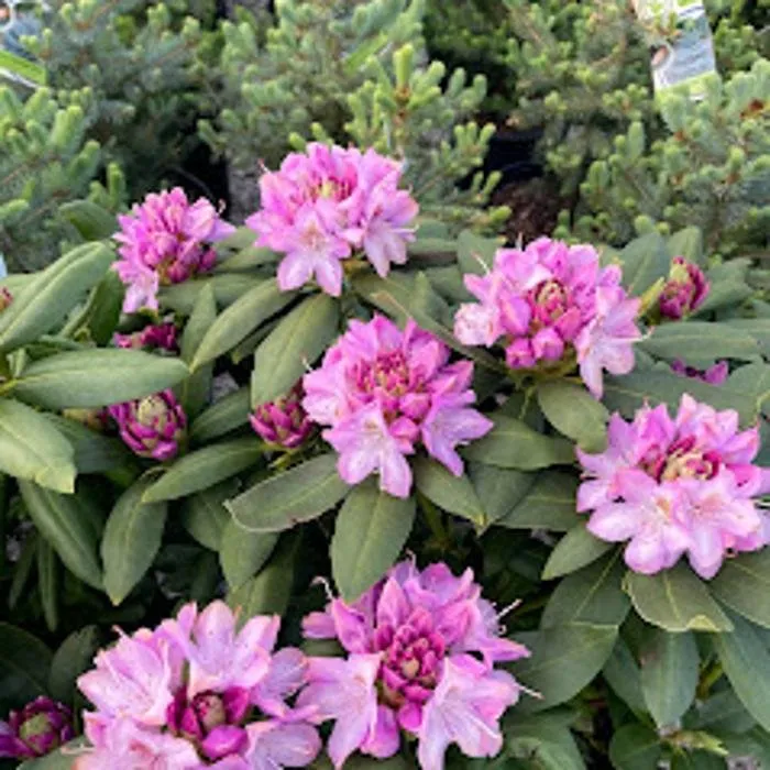 Trusted lawn care service experts serving Zeeland Charter Township, MI - Windridge Perennials & Landscaping