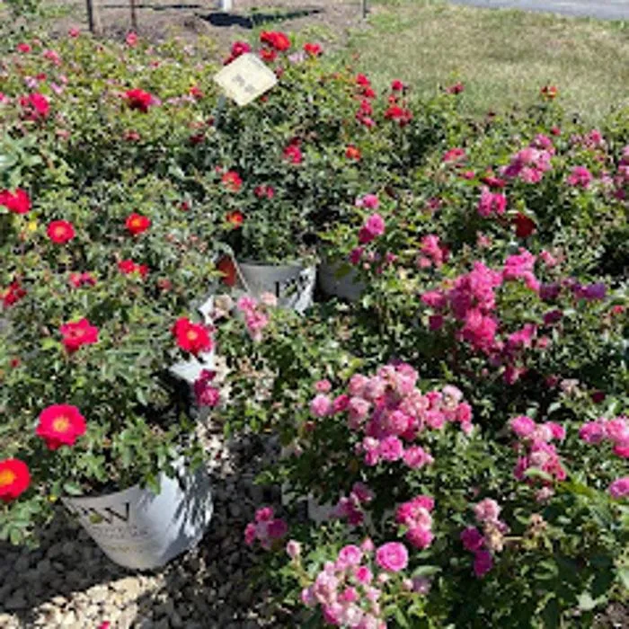 Reliable yard cleanup service experts serving Zeeland Charter Township, MI - Windridge Perennials & Landscaping