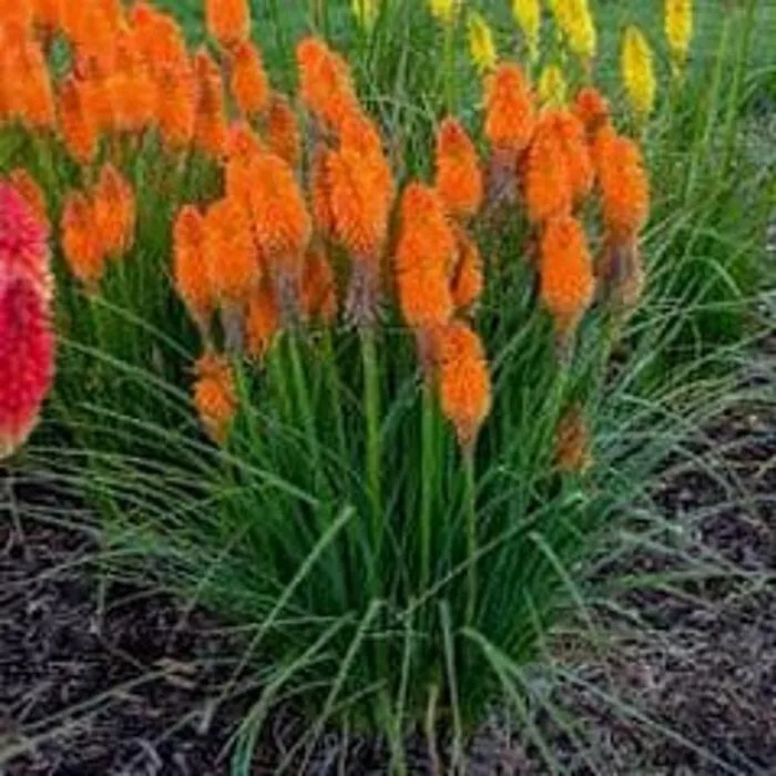 Trusted residential landscaping in Zeeland Charter Township, MI - Windridge Perennials & Landscaping