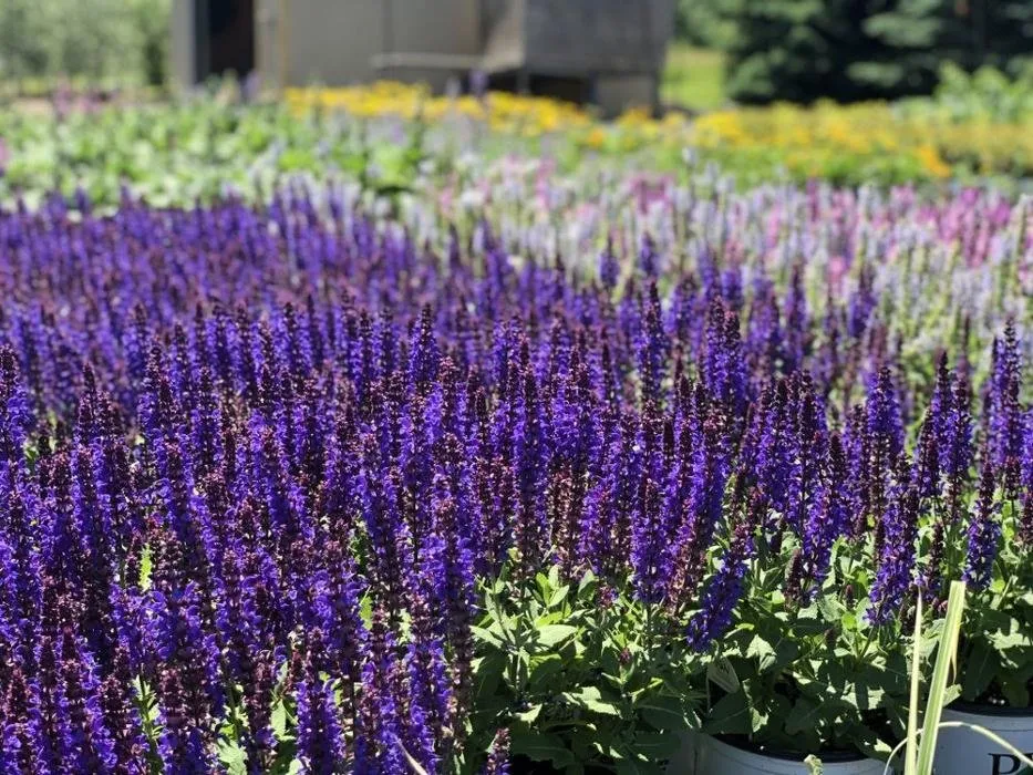 Affordable landscape design in Zeeland Charter Township, MI by Windridge Perennials & Landscaping