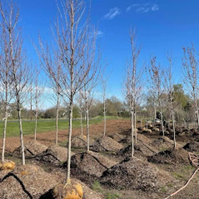 Top-rated landscape installation in Zeeland Charter Township, MI - Windridge Perennials & Landscaping