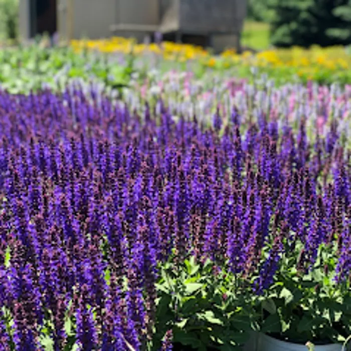 Top-rated yard maintenance experts serving Zeeland Charter Township, MI - Windridge Perennials & Landscaping