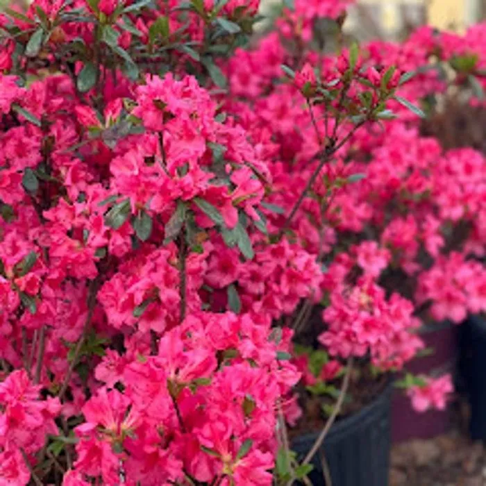 Custom yard cleanup service in Zeeland Charter Township, MI - Windridge Perennials & Landscaping