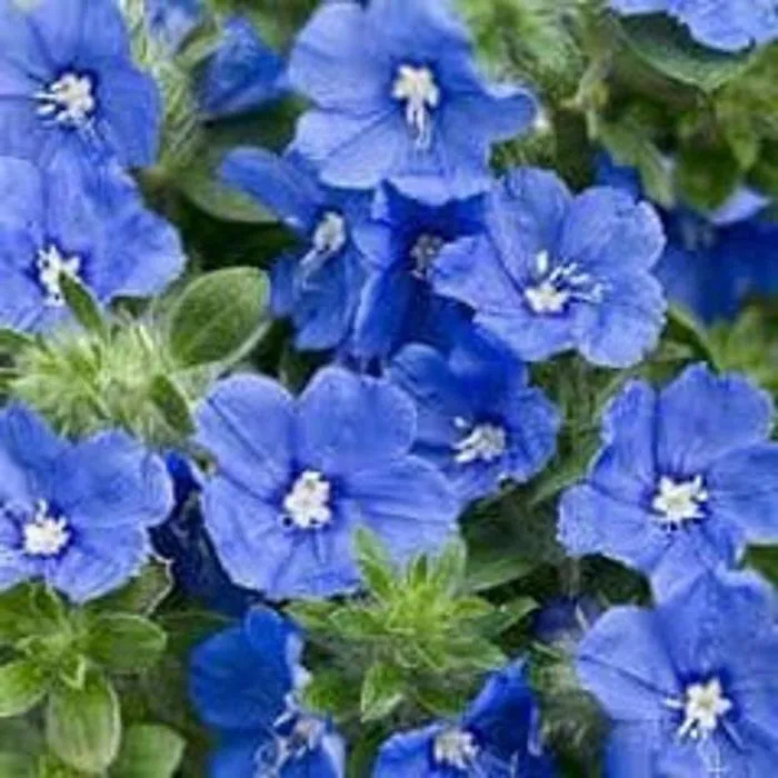 Local landscape installation experts serving Zeeland Charter Township, MI - Windridge Perennials & Landscaping