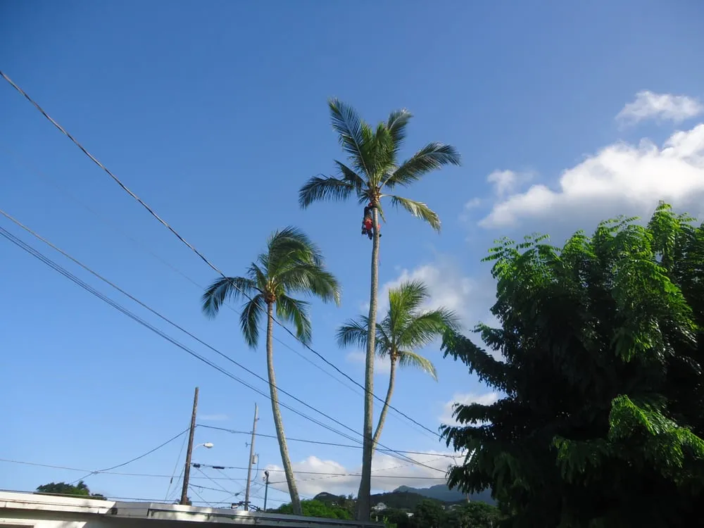 Trusted landscape installation near you across Kailua, HI - Windward Arborist Service