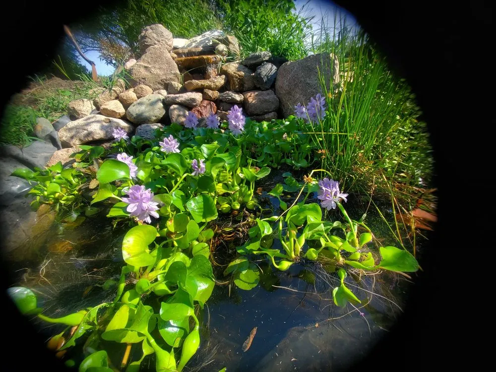 Professional garden landscaping for year-round maintenance in Granger, IA by Windy Acre Water