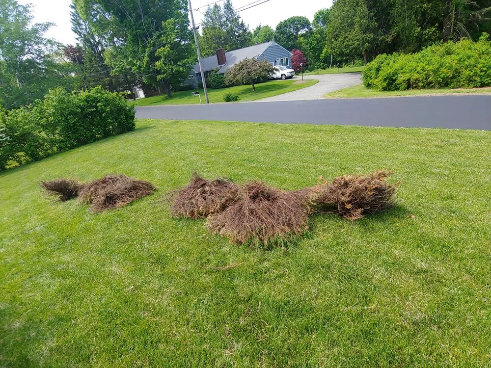 Expert yard cleanup service with custom design across Concord, MA - Windy Acres Landscaping