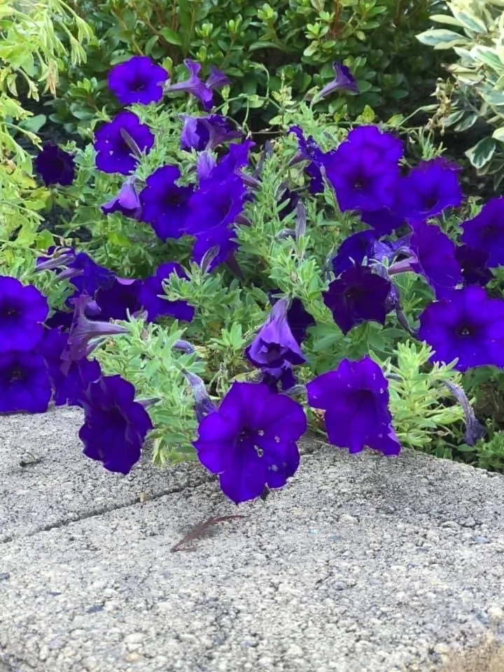 Expert yard maintenance in Yonkers, NY - Windy Farm Garden Center