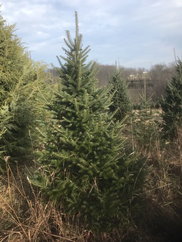 Expert lawn mowing service in East Liverpool, OH - Windy Hill Tree Farm