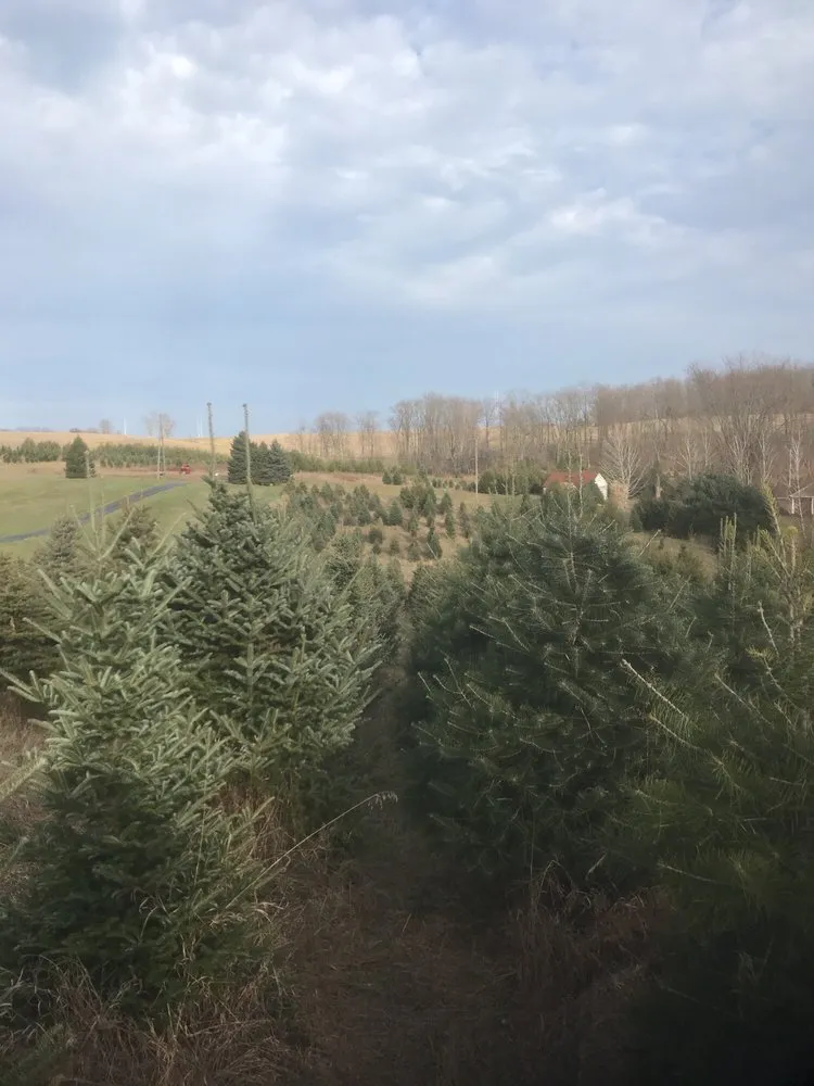 Reliable yard maintenance in East Liverpool, OH - Windy Hill Tree Farm