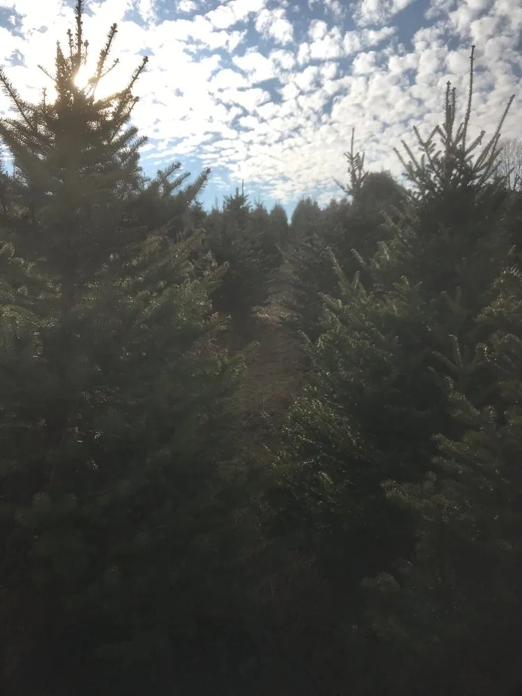 Expert yard maintenance in East Liverpool, OH - Windy Hill Tree Farm