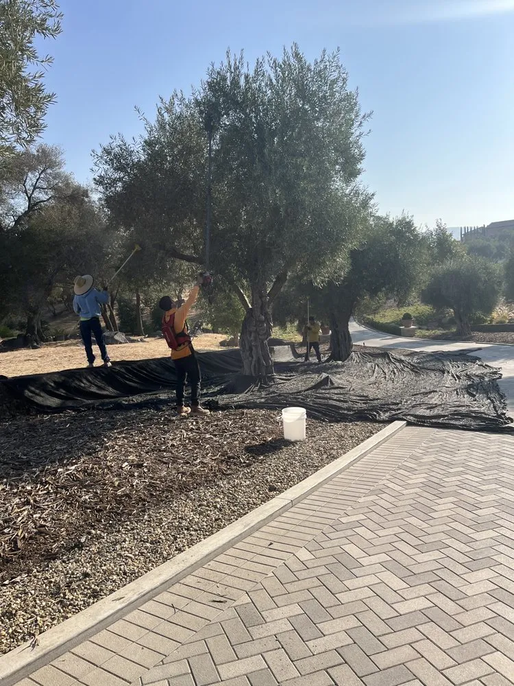 Local yard maintenance for homes across Yountville, CA - Wine Country Gardens