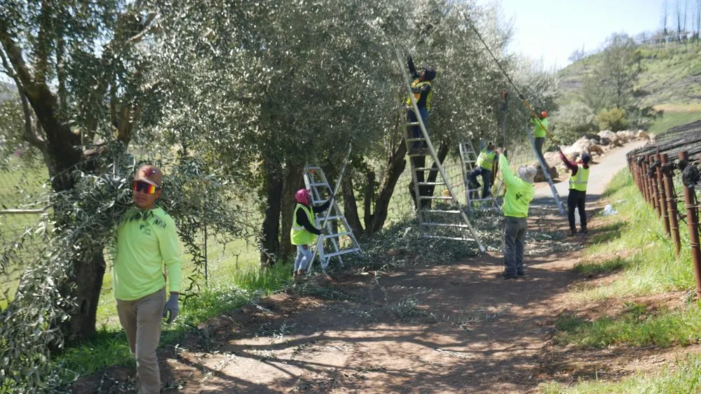 Affordable yard cleanup service experts serving Yountville, CA - Wine Country Gardens