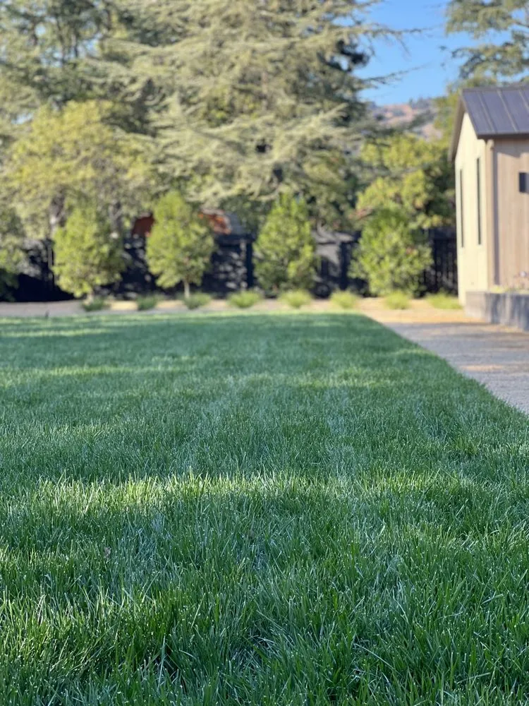 Expert yard cleanup service experts serving Sonoma, CA - Wine Country Landscaping