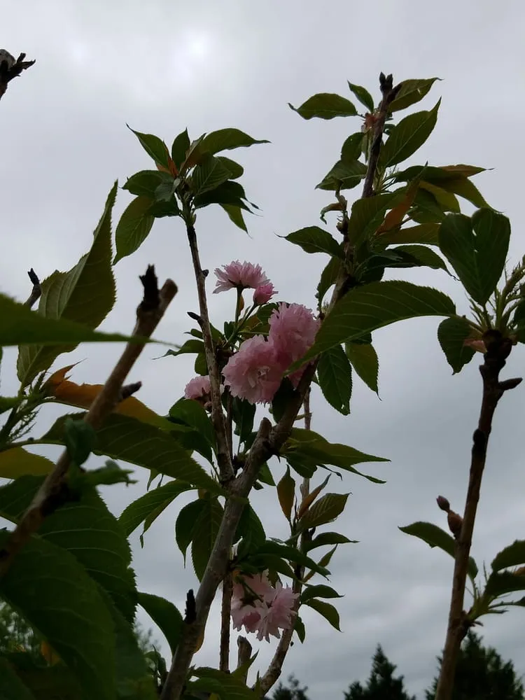 Reliable residential landscaping in Virginia Beach, VA by Winesett Nursery and Landscaping