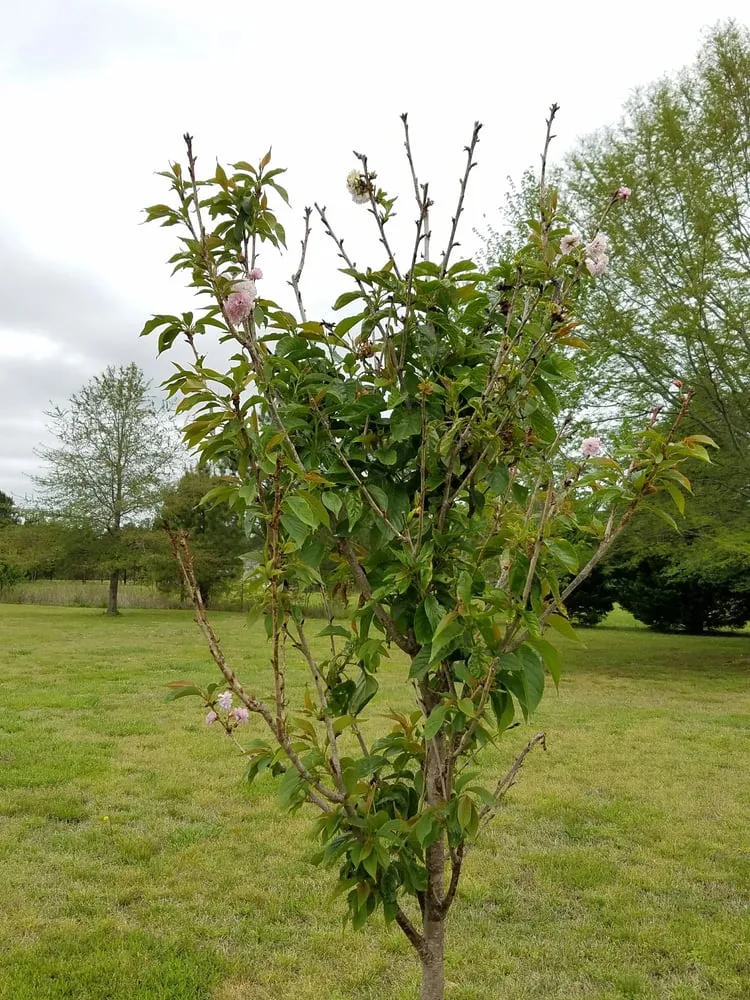 Trusted yard cleanup service for beautiful yards across Virginia Beach, VA - Winesett Nursery and Landscaping