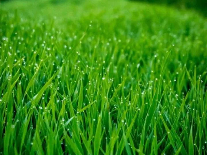 Affordable garden landscaping experts serving Punta Gorda, FL - Winesett's Lawn Services