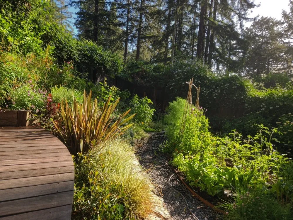Custom yard maintenance in Occidental, CA by Winglewich Landscape Contracting