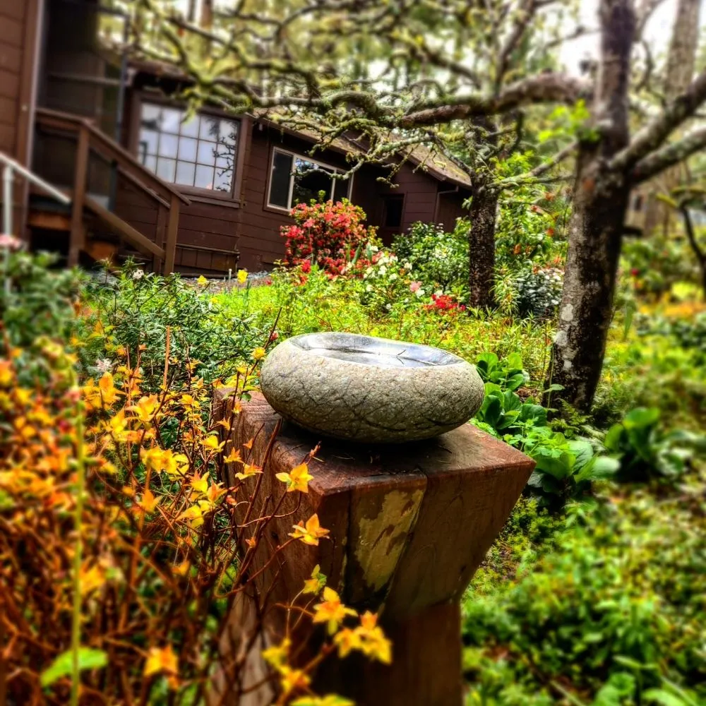 Trusted yard maintenance for year-round maintenance in Occidental, CA by Winglewich Landscape Contracting