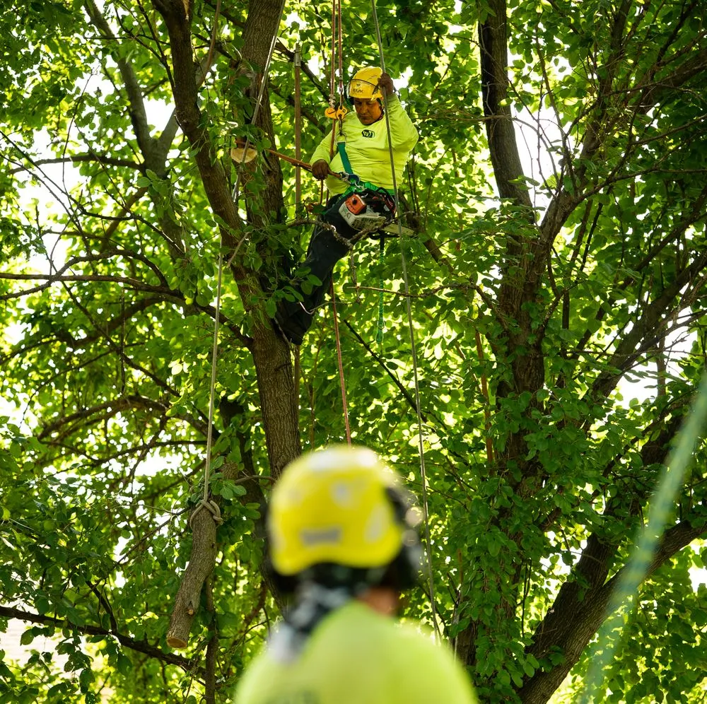 Expert residential landscaping experts serving Bellwood, IL - Winkler Tree & Lawn Care