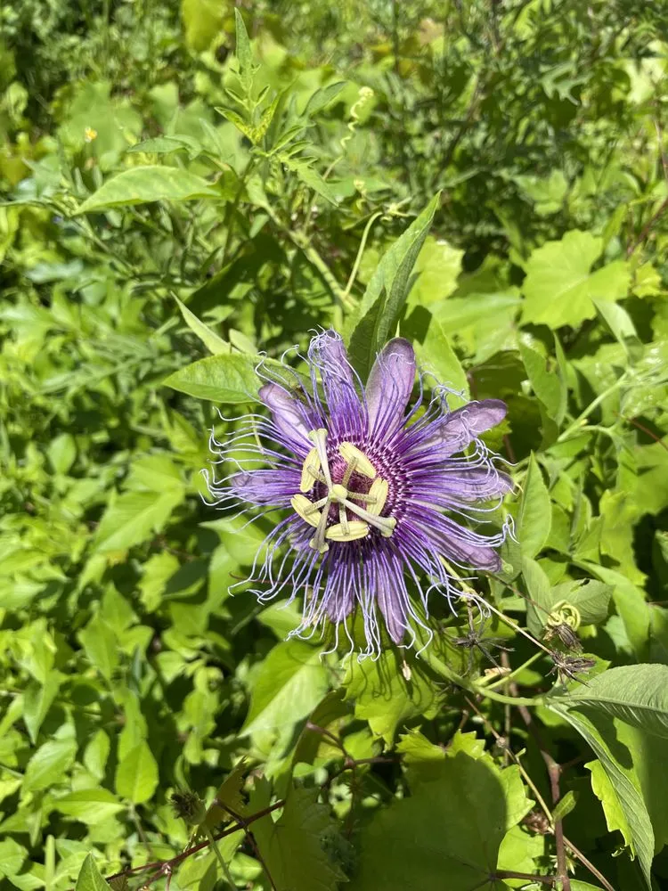 Expert yard maintenance in Palm Bay, FL by WinTech