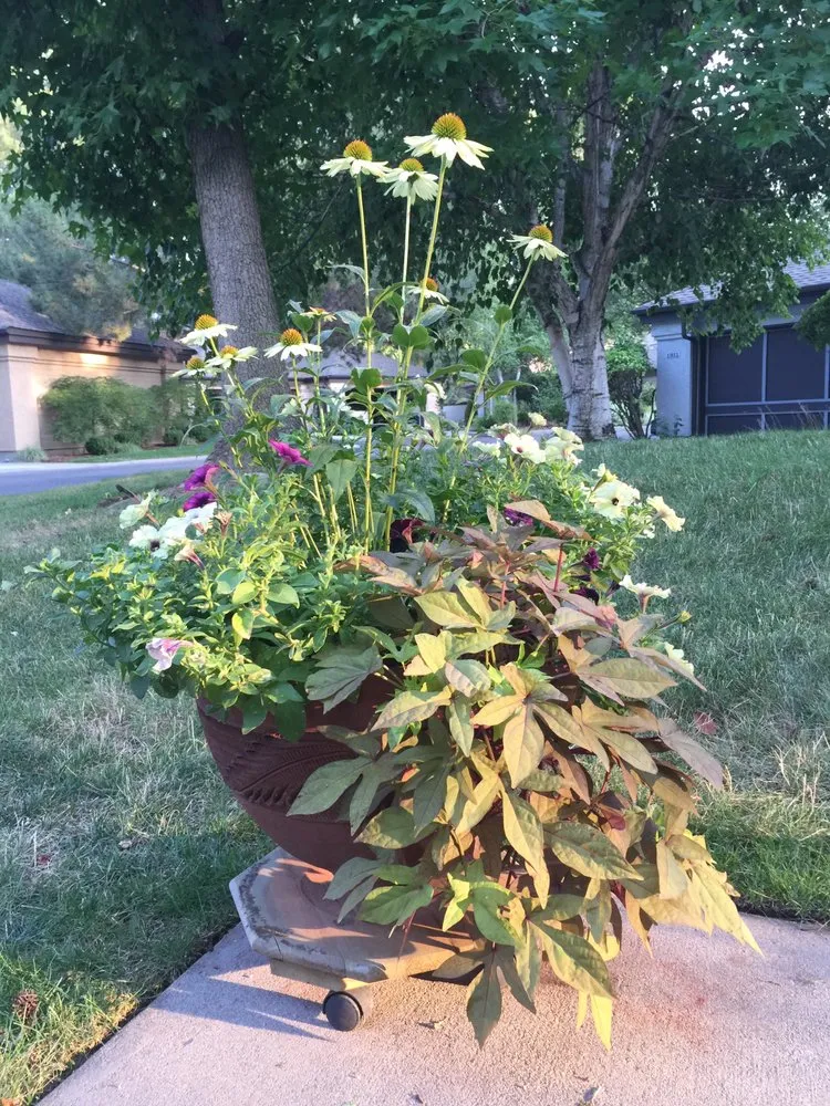 Reliable lawn care service near you in Boise, ID by Wintergreen Horticulture Arboriculture